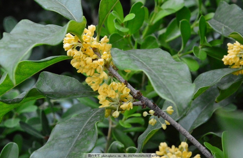 百香果树可以盆栽吗？揭秘种植要点与技巧